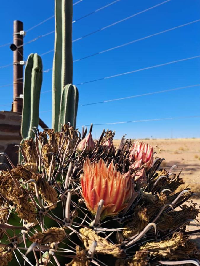 Koha Guesthouse Mariental Eksteriør bilde